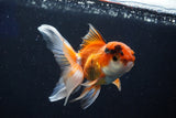 Juvenile Thai Oranda  Tricolor 4 Inch (ID#1022To13b-93) Free2Day SHIPPING