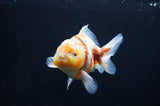 Yuan Bao Oranda  Calico 4 Inch (ID#411Yb10b-44) Free2Day SHIPPING