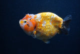 Milk Cow Ranchu  Calico 5 Inch (ID#0103R10c-95) Free2Day SHIPPING