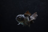 Baby Thai Oranda  Black 3 Inch (ID#1220ToPTA-18) Free2Day SHIPPING