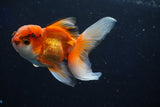 Juvenile Thai Oranda  Tricolor 4 Inch (ID#1022To13b-93) Free2Day SHIPPING