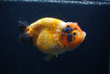 Milk Cow Ranchu  Calico 5 Inch (ID#0103R10c-95) Free2Day SHIPPING