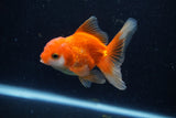 Juvenile Thai Oranda  Red White 3.5 Inch (ID#1206To12c-93) Free2Day SHIPPING