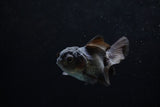 Baby Thai Oranda  Black 3 Inch (ID#1220ToPTA-18) Free2Day SHIPPING