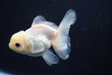 Juvenile Thai Oranda  White 4 Inch (ID#1022To13b-94) Free2Day SHIPPING