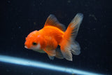 Juvenile Thai Oranda  Red White 3.5 Inch (ID#1206To12c-93) Free2Day SHIPPING