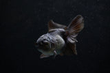 Baby Thai Oranda  Black 3 Inch (ID#1220ToPTA-18) Free2Day SHIPPING