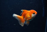 Juvenile Thai Oranda  Red White 3.5 Inch (ID#1206To12c-93) Free2Day SHIPPING