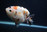 Milk Cow Ranchu  Calico 4.5 Inch (ID#0103R10c-96) Free2Day SHIPPING