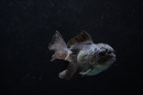 Baby Thai Oranda  Black 3 Inch (ID#1220ToPTA-18) Free2Day SHIPPING