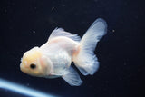 Juvenile Thai Oranda  White 4 Inch (ID#1022To13b-94) Free2Day SHIPPING