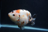 Milk Cow Ranchu  Calico 4.5 Inch (ID#0103R10c-96) Free2Day SHIPPING