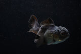 Baby Thai Oranda  Black 3 Inch (ID#1220ToPTA-18) Free2Day SHIPPING