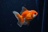 Juvenile Thai Oranda  Red White 3.5 Inch (ID#1206To12c-93) Free2Day SHIPPING