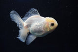 Juvenile Thai Oranda  White 4 Inch (ID#1022To13b-94) Free2Day SHIPPING