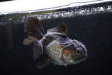 Baby Thai Oranda  Black 3 Inch (ID#1220ToPTA-18) Free2Day SHIPPING