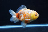 Yuan Bao Oranda  Calico 4 Inch (ID#411Yb10b-44) Free2Day SHIPPING