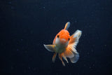 Juvenile Thai Oranda  Red White 3.5 Inch (ID#1206To12c-93) Free2Day SHIPPING