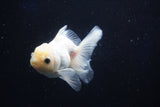 Juvenile Thai Oranda  White 4 Inch (ID#1022To13b-94) Free2Day SHIPPING