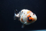 Milk Cow Ranchu  Calico 4.5 Inch (ID#0103R10c-96) Free2Day SHIPPING