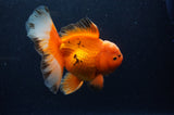 Thai Oranda  Red White 6 Inch (ID#311To7b-111)