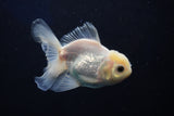 Juvenile Thai Oranda  White 4 Inch (ID#1022To13b-94) Free2Day SHIPPING