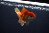 Juvenile Thai Oranda  Red White 3.5 Inch (ID#1206To12c-93) Free2Day SHIPPING