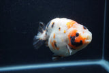 Milk Cow Ranchu  Calico 4.5 Inch (ID#0103R10c-96) Free2Day SHIPPING