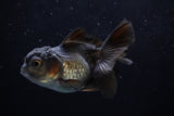 Baby Thai Oranda  Black 3 Inch (ID#1220ToPTA-18) Free2Day SHIPPING