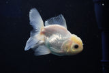 Juvenile Thai Oranda  White 4 Inch (ID#1022To13b-94) Free2Day SHIPPING