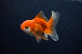 Juvenile Thai Oranda  Red White 3.5 Inch (ID#1206To12c-93) Free2Day SHIPPING