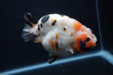 Milk Cow Ranchu  Calico 4.5 Inch (ID#0103R10c-96) Free2Day SHIPPING