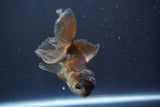 Juvenile Thai Oranda  Panda 4 Inch (ID#910To13bpt6-54) Free2Day SHIPPING