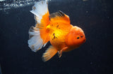 Thai Oranda  Red White 6 Inch (ID#311To7b-111)