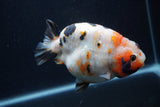 Milk Cow Ranchu  Calico 4.5 Inch (ID#0103R10c-96) Free2Day SHIPPING