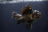 Thai Oranda  Panda 6 Inch (ID#1112To6b-112)