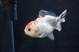 Yuan Bao Oranda  Calico 4 Inch (ID#411Yb10b-45) Free2Day SHIPPING
