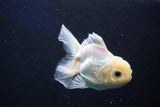 Juvenile Thai Oranda  White 4 Inch (ID#1022To13b-94) Free2Day SHIPPING