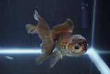 Juvenile Thai Oranda  Panda 4 Inch (ID#910To13bpt6-54) Free2Day SHIPPING