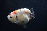 Milk Cow Ranchu  Calico 4.5 Inch (ID#0103R10c-96) Free2Day SHIPPING