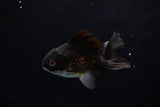 Baby Thai Oranda  Panda 3 Inch (ID#1220ToPTA-19) Free2Day SHIPPING