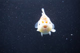 Yuan Bao Oranda  Calico 4 Inch (ID#411Yb10b-45) Free2Day SHIPPING