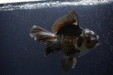 Thai Oranda  Panda 6 Inch (ID#1112To6b-112)