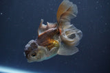 Juvenile Thai Oranda  Panda 4 Inch (ID#910To13bpt6-54) Free2Day SHIPPING