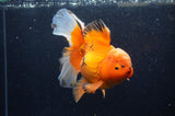 Thai Oranda  Red White 6 Inch (ID#311To7b-111)