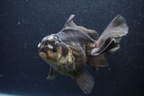 Thai Oranda  Panda 6 Inch (ID#1112To6b-112)