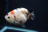 Milk Cow Ranchu  Calico 4.5 Inch (ID#0103R10c-96) Free2Day SHIPPING