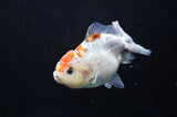 Yuan Bao Oranda  Calico 4 Inch (ID#411Yb10b-45) Free2Day SHIPPING