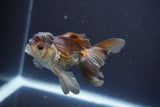 Juvenile Thai Oranda  Panda 4 Inch (ID#910To13bpt6-54) Free2Day SHIPPING