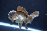 Juvenile Thai Oranda  Panda 4 Inch (ID#1022To13b-95) Free2Day SHIPPING